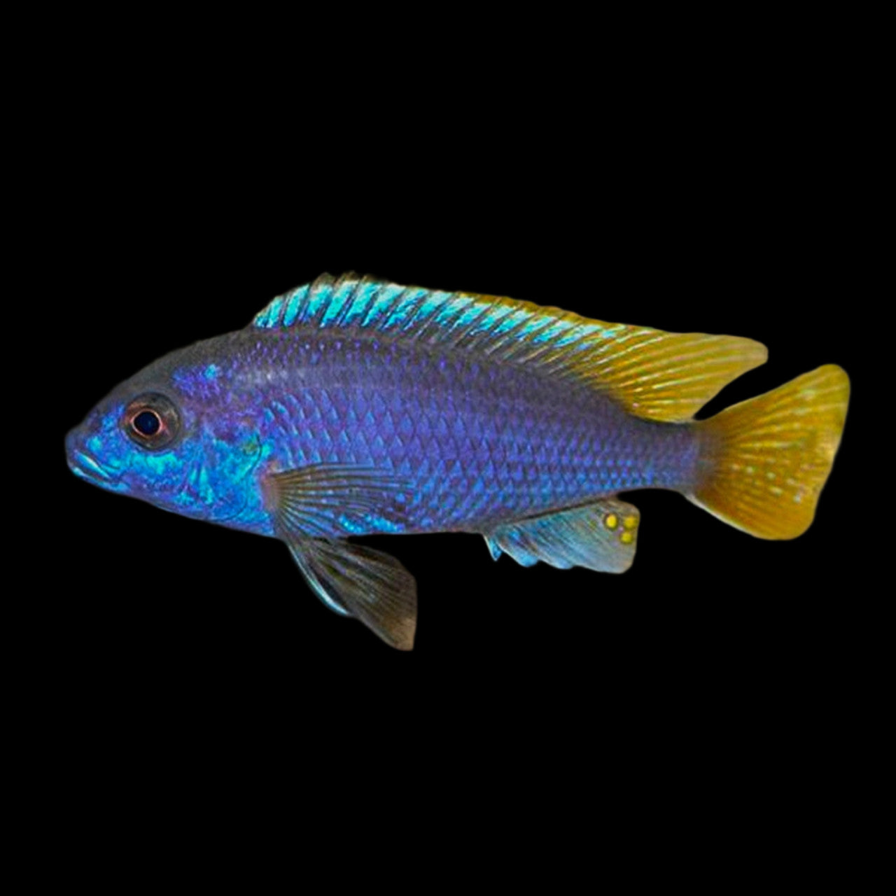 Acei Cichlid