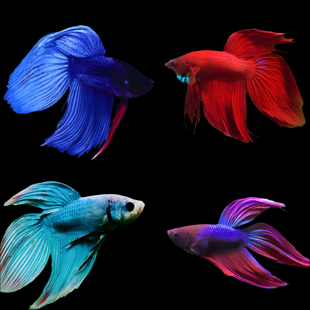 Betta Fish (Male)