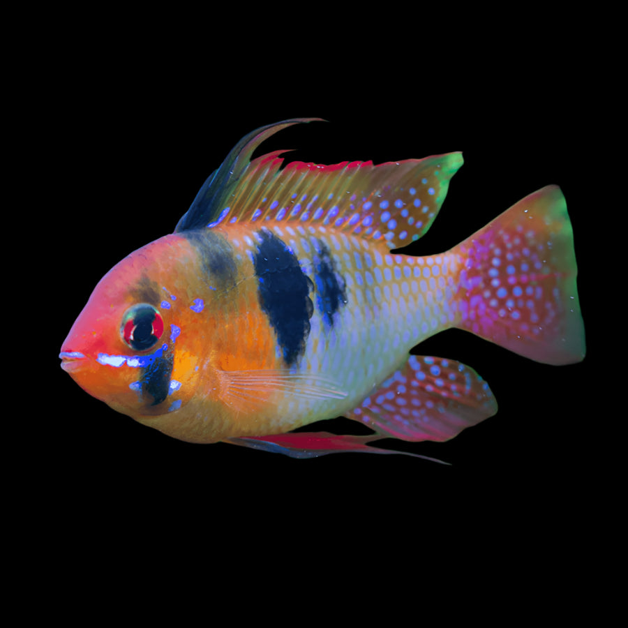 German Blue Ram