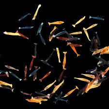 Neocaridina Shrimp (Skittles Mix)