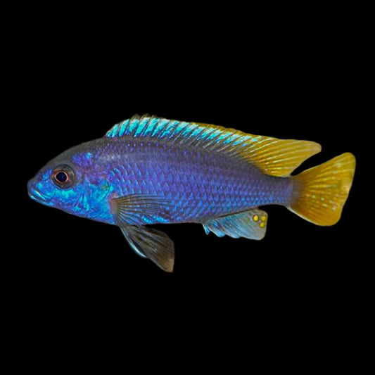 Acei Cichlid