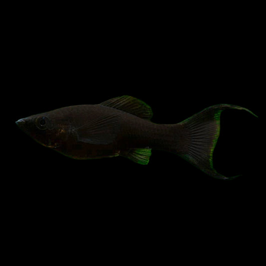 Black Lyretail Molly