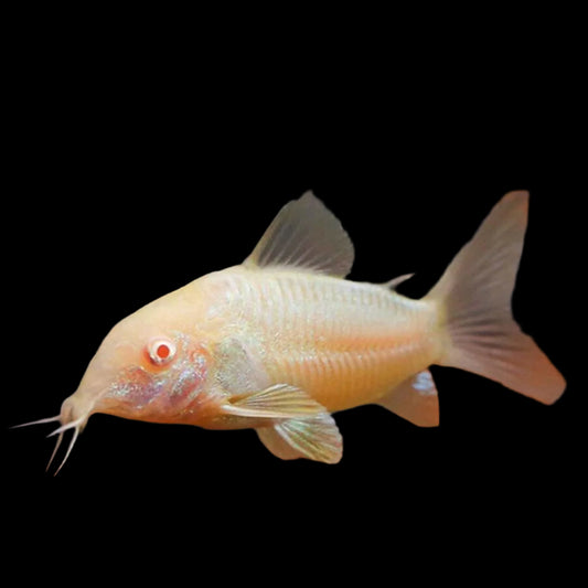 Albino Corydoras