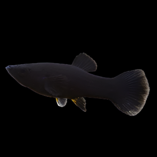 Black Molly