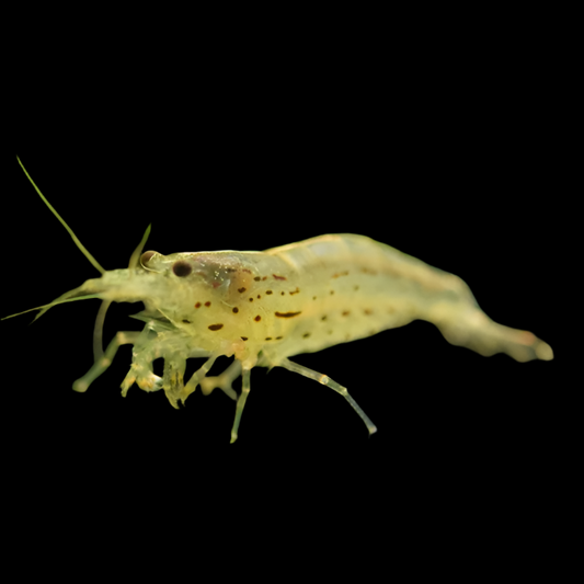 Amano Shrimp