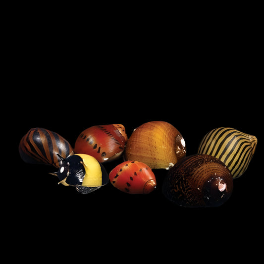 Nerite Snail