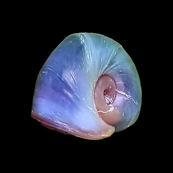 Blue Ramshorn Snail