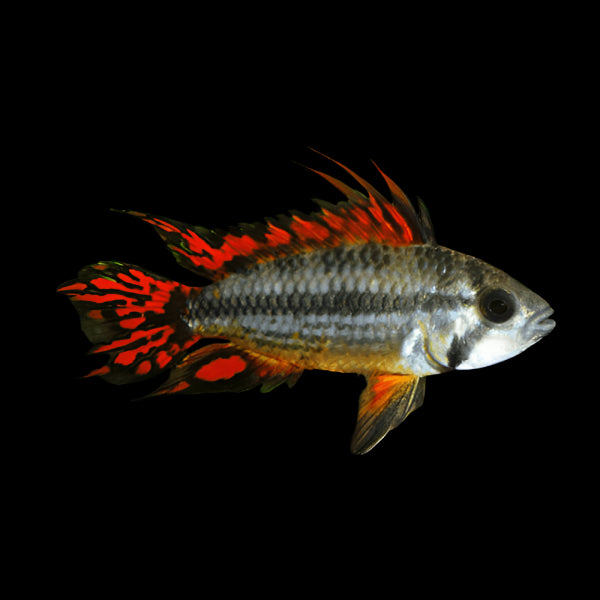 Apistogramma cacatuoides (Cockatoo Dwarf Cichlid)