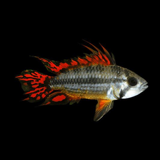 Apistogramma cacatuoides (Cockatoo Dwarf Cichlid)