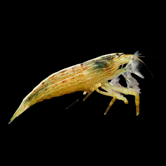Bamboo Shrimp