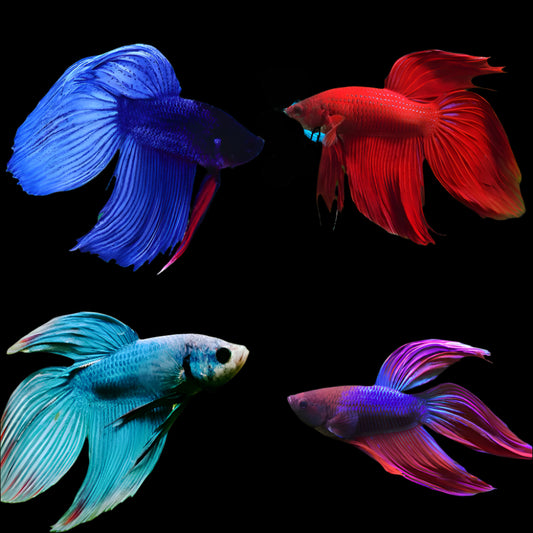 Betta Fish (Male)