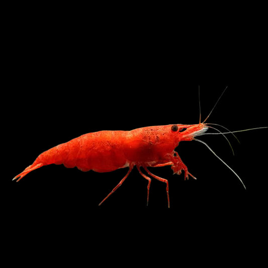 Bloody Mary Shrimp
