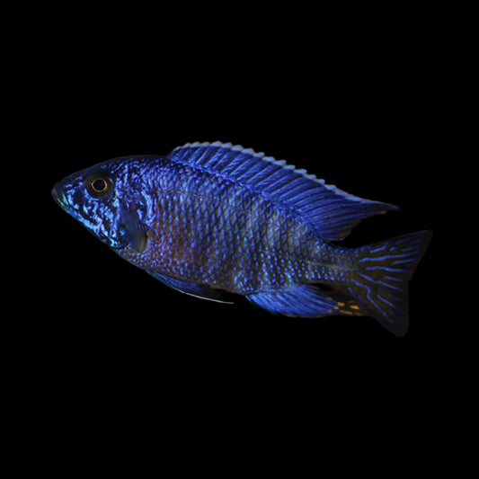 Blue Peacock Cichlid