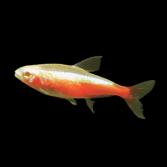 Cardinal Tetra (Albino)