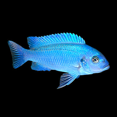 Cobalt Blue Zebra Cichlid