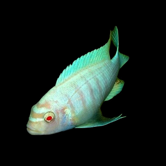 Albino Cobalt Zebra CIchlid