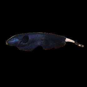 Black Ghost Knifefish