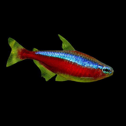 Cardinal Tetra