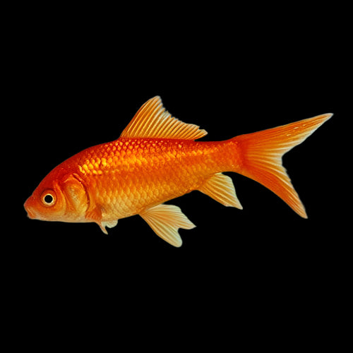 Comet Goldfish 2-3"