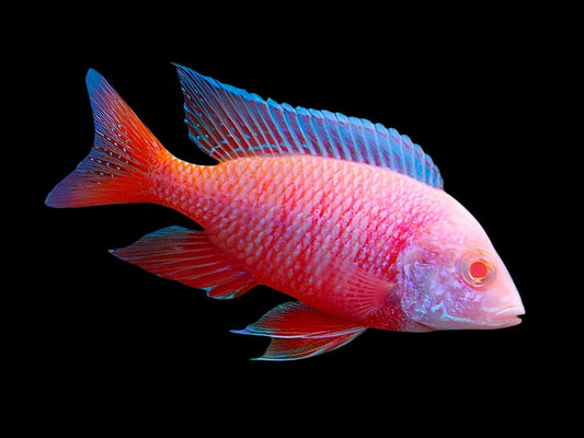 Albino Dragon Blood Peacock 5cm