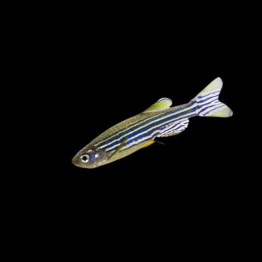 Zebra Danio