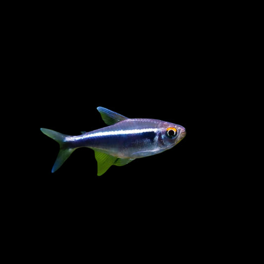 Black Neon Tetra