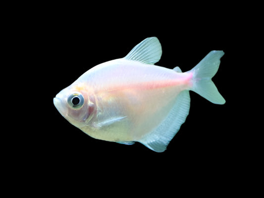 White Widow Tetra