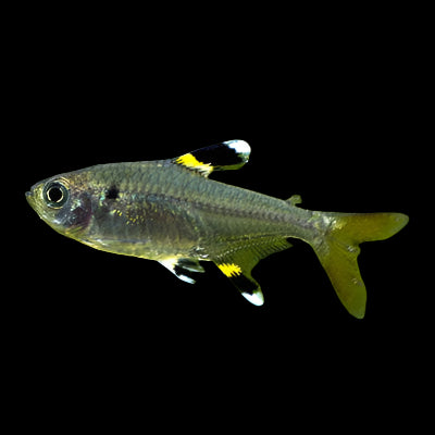 X-Ray Tetra