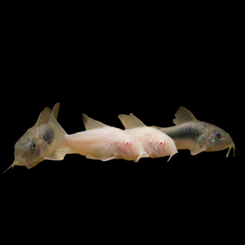 Corydoras (Mixed)