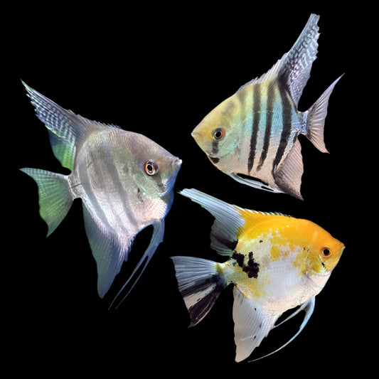 Angelfish (Assorted) 3.5cm