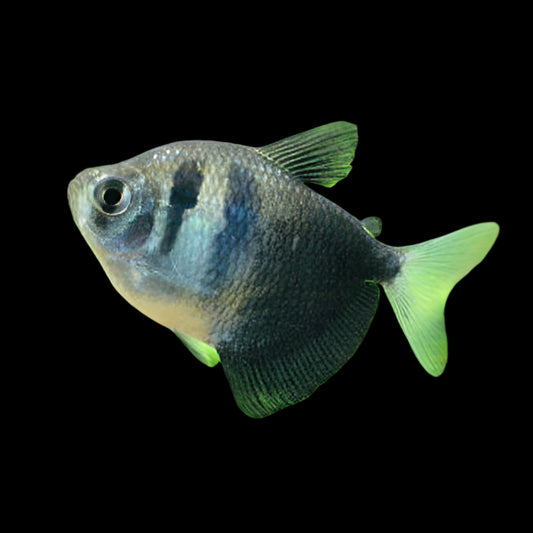 Black Widow Tetra