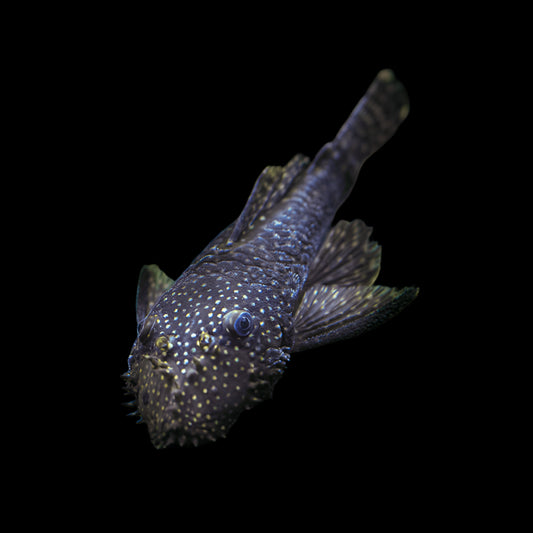 Bristlenose Pleco
