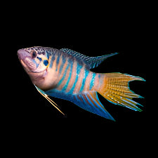 Blue Paradise FIsh