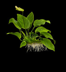 Anubias