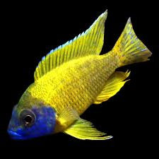 Yellow Peacock Cichlid
