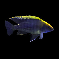 Apache Sulphur head Peacock 5cm