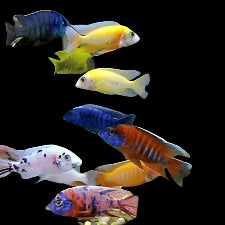 Assorted Peacock Cichlids 10cm