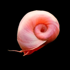 Pink Ramshorn Snail