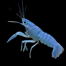 Blue Lobster