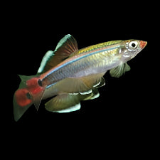 White Cloud Mountain Minnow