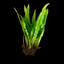 Java Fern