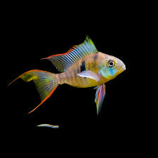 Bolivian Ram