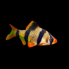 Tiger Barb