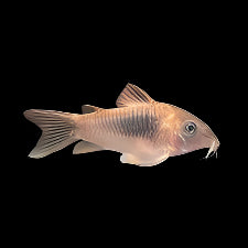 Bronze Corydoras