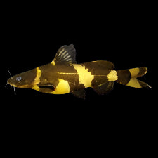 Asian Bumblebee Catfish