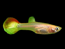 Blonde Cobra Guppy (Female)