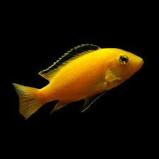 Yellow Lab Cichlid