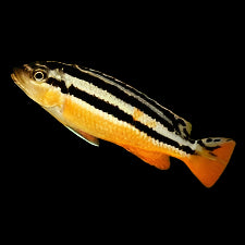 Auratus Cichlid