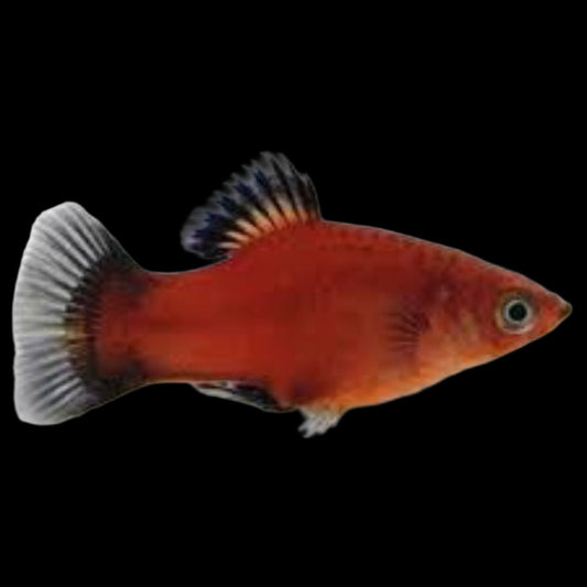 Wagtail Platy