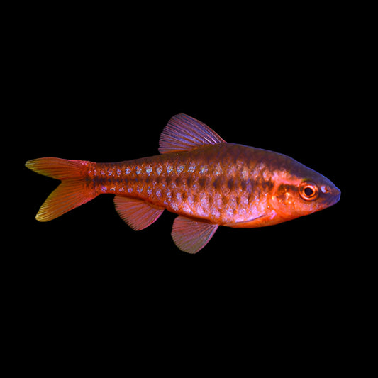 Cherry Barb